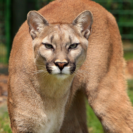 Worst-Case Scenario Survival: How to Escape From a Mountain Lion