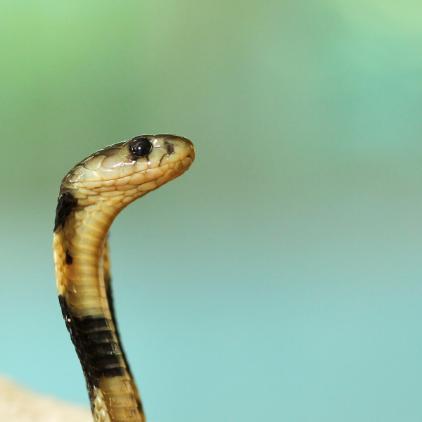 On Venomous Snakebites: An Excerpt From Jordan Benjamin